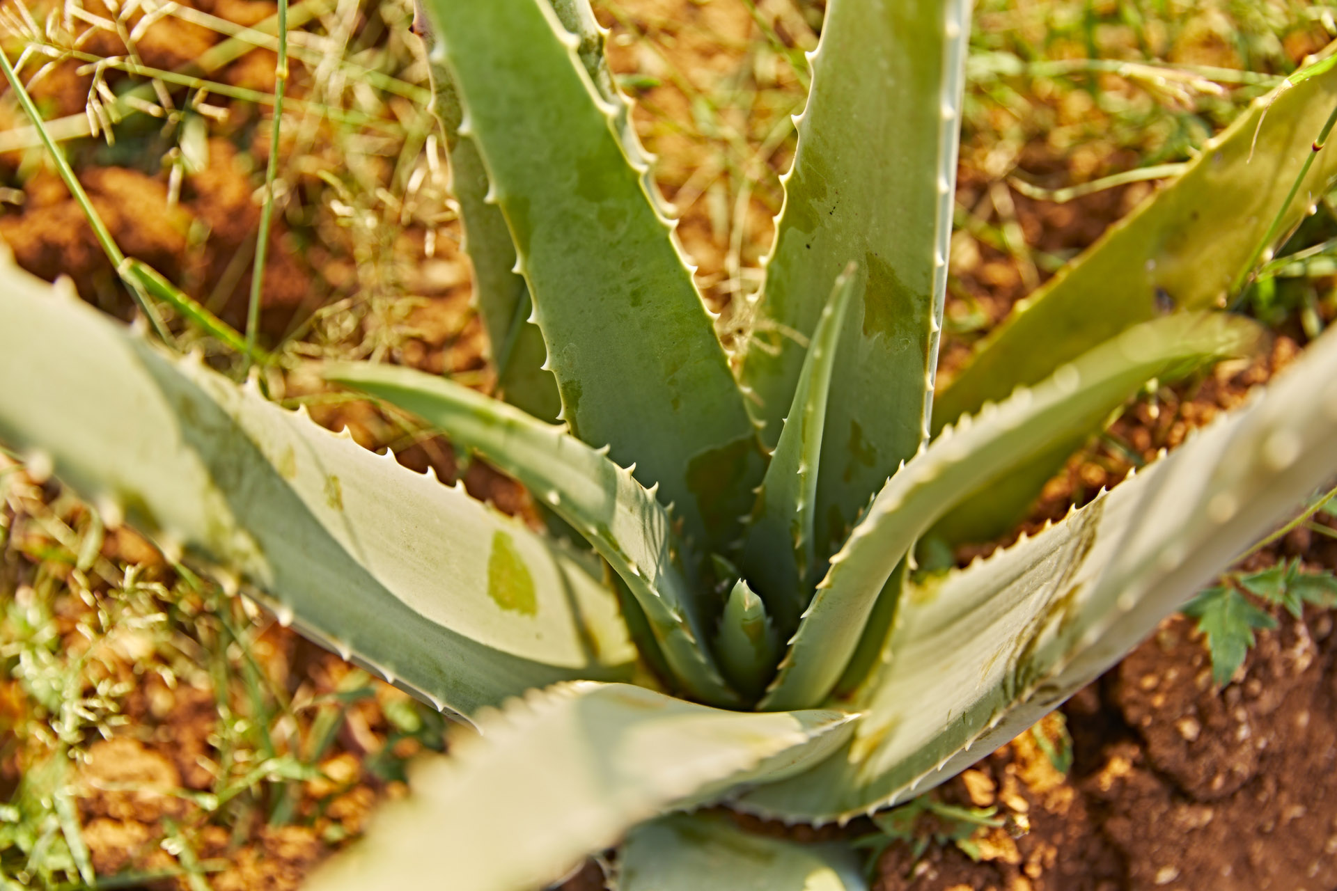 15 Reasons to Use Aloe Vera Gel To Support Your  Health& Wellness
