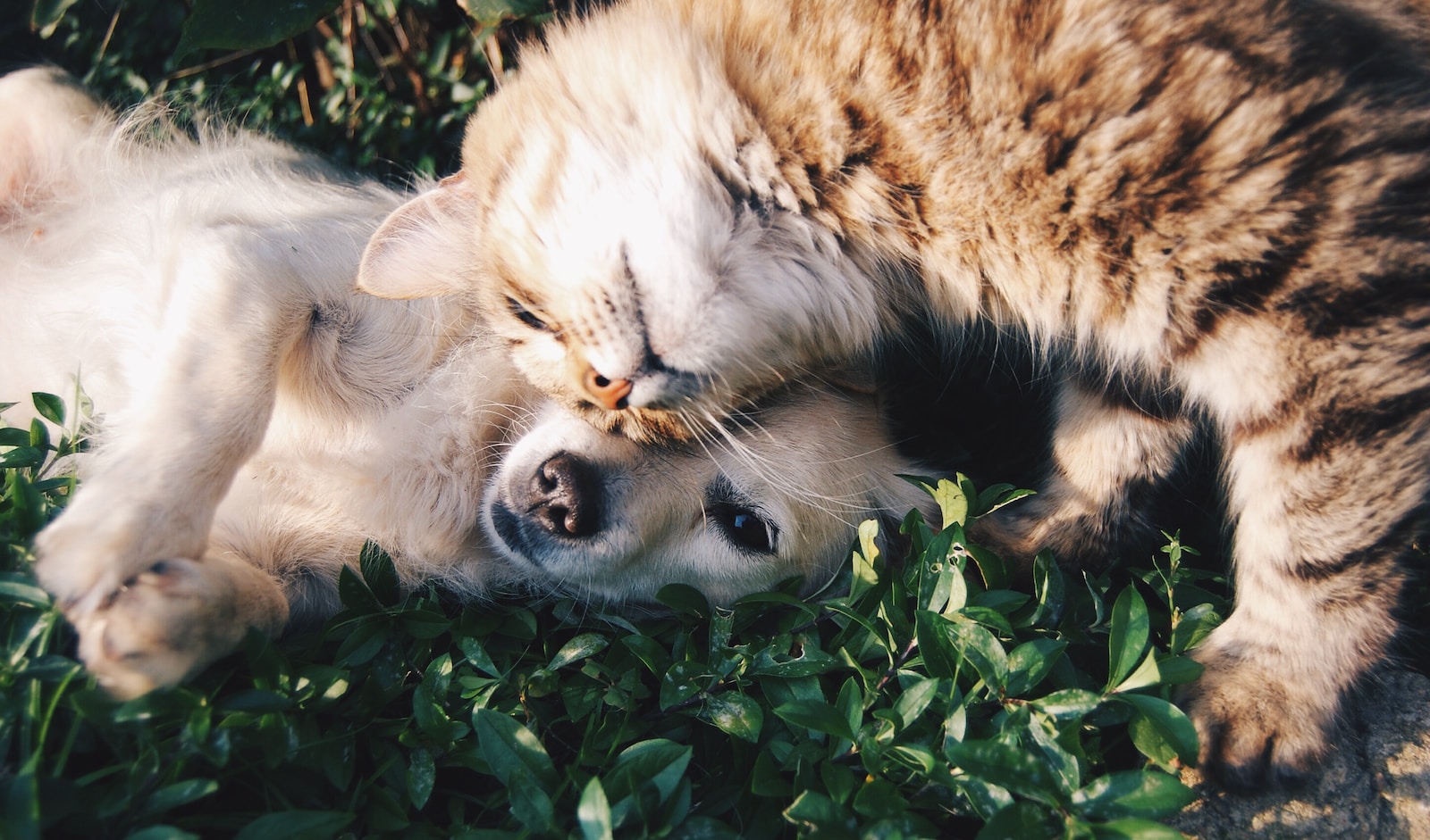 Furry Therapists: The Healing Power of Animal Companionship for Well-Being